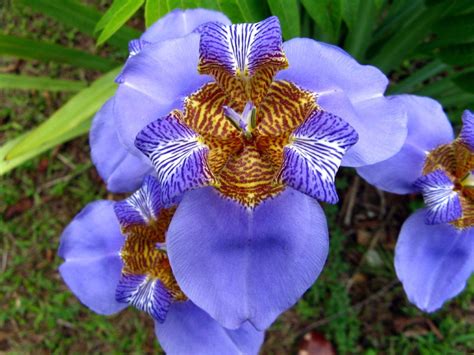 Faux Iris (Neomarica Caerulea)
